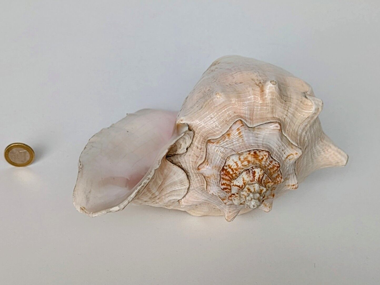 Pink shell, conch, stombus gigas, pink conch