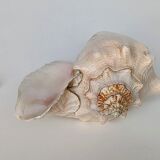 Pink shell, conch, stombus gigas, pink conch