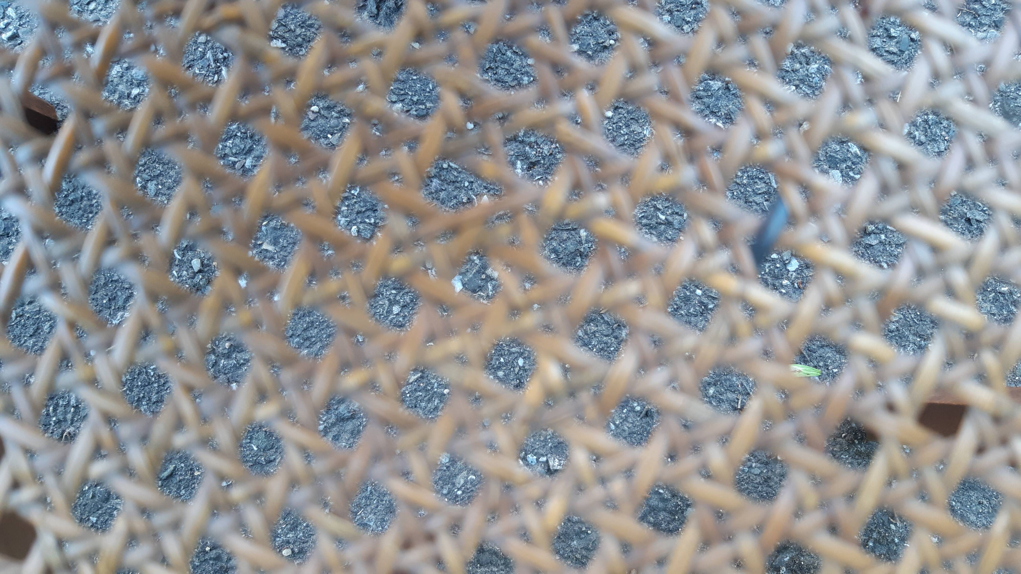 Art Deco oak chandy chairs 1930