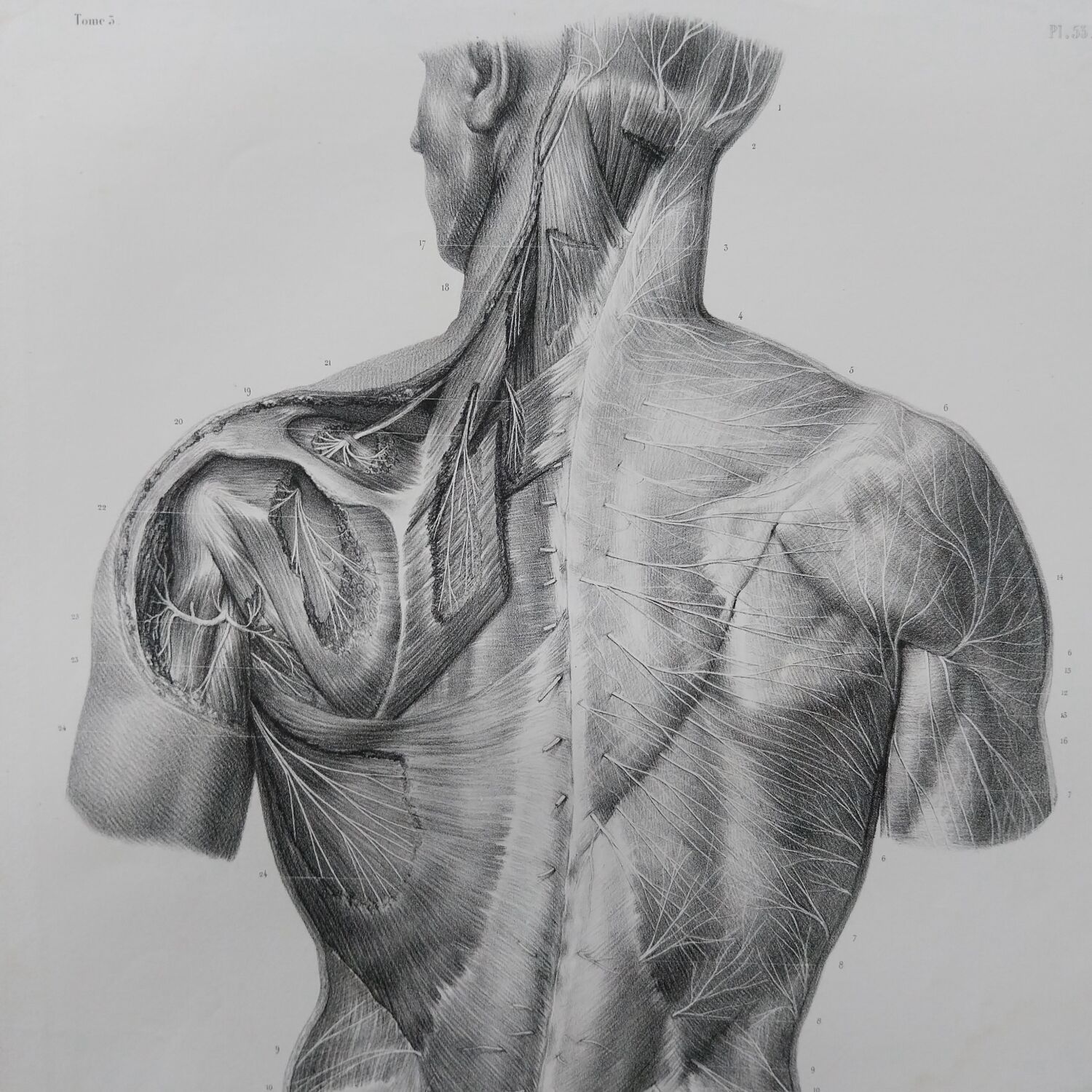 Anatomical chart XIXth