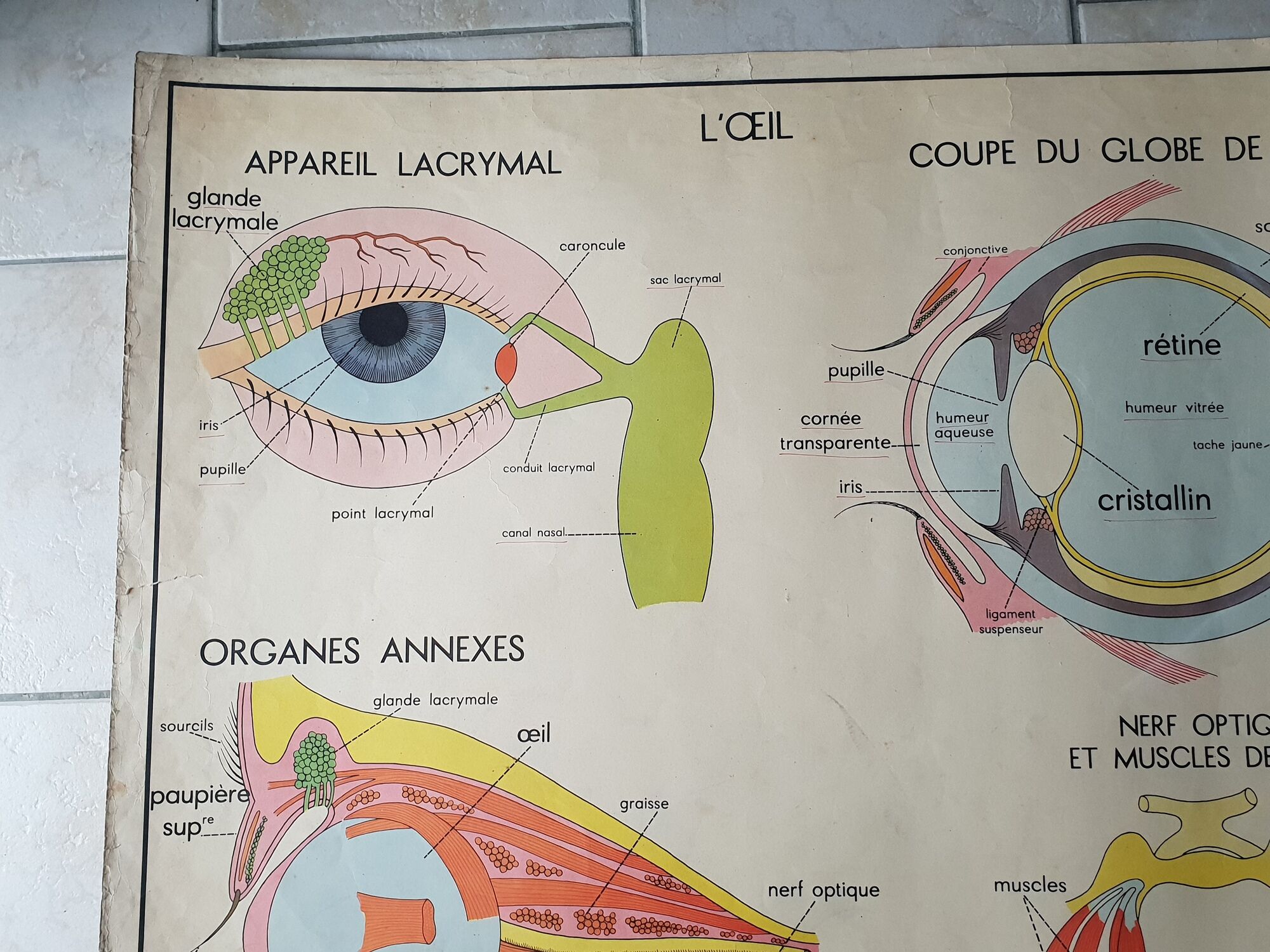 School poster Rossignol - taste and smell and the eye