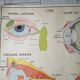 School poster Rossignol - taste and smell and the eye