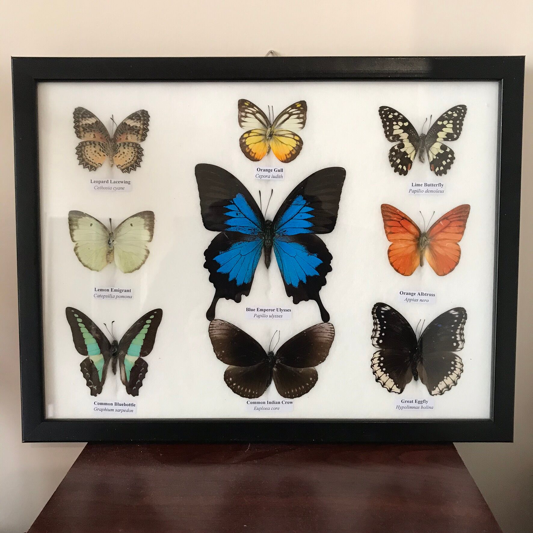 Frame Butterflies assortment of 9 around blue emperor 33 x 25