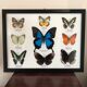Frame Butterflies assortment of 9 around blue emperor 33 x 25