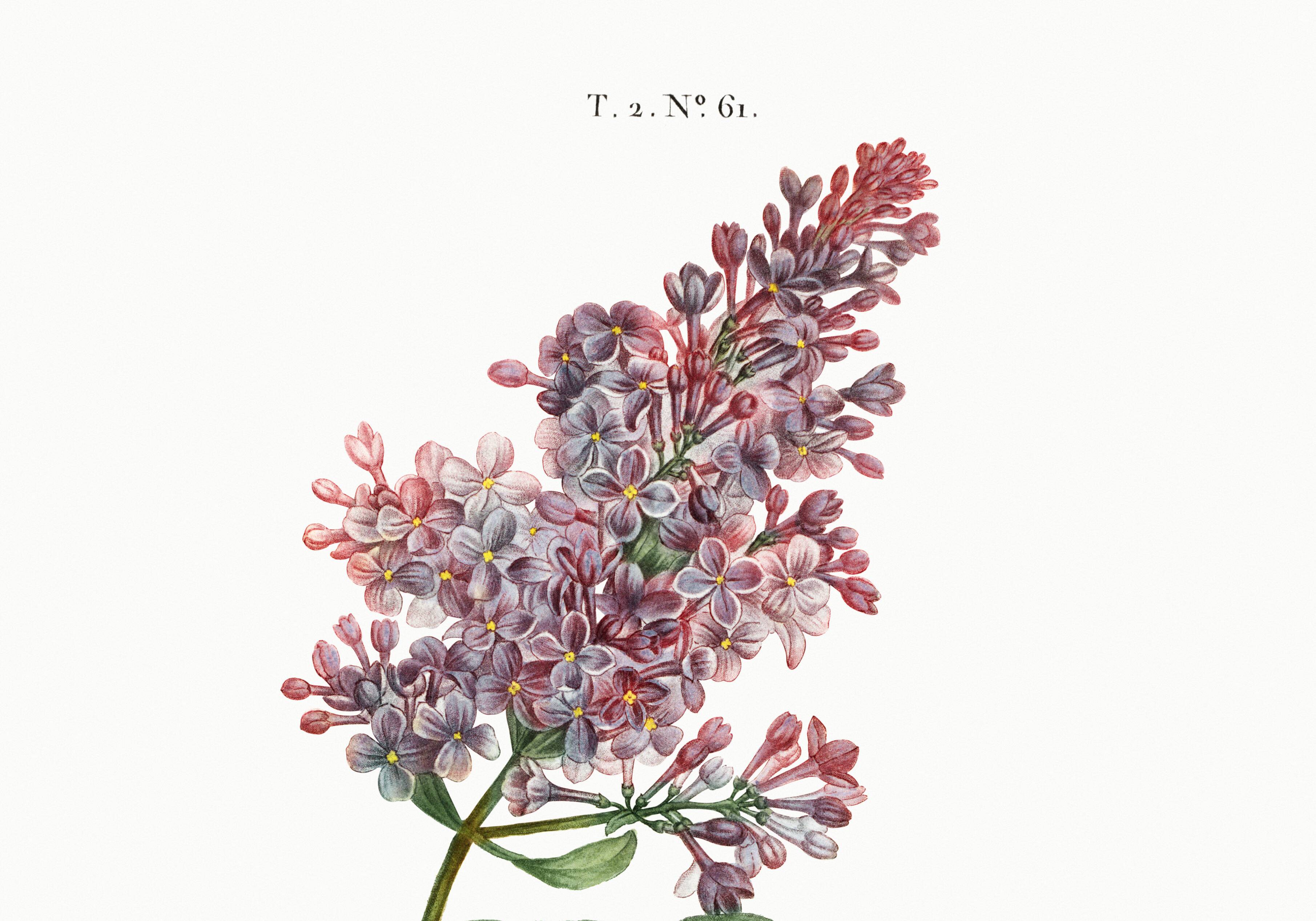 Botanical poster about lilac, after an old engraving from 1802
