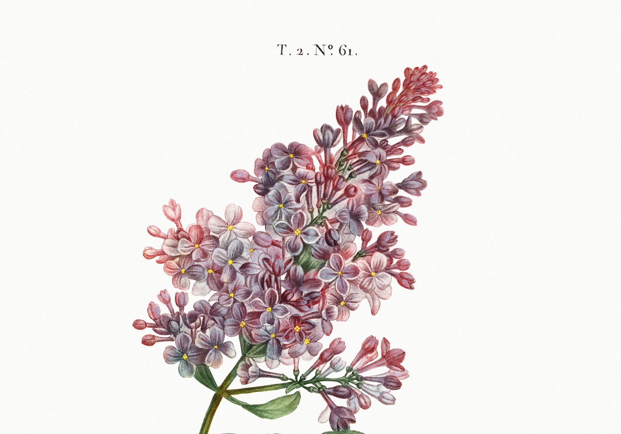 Affiche botanique sur le lilas, d’après une gravure ancienne de 1802