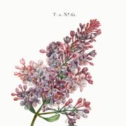 Affiche botanique sur le lilas, d’après une gravure ancienne de 1802