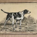 French Charcoal and white chalk drawing "English Pointer Dog Portrait",  1890s