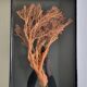 Orange coral, "Gorgon" framed under glass, 60 cm