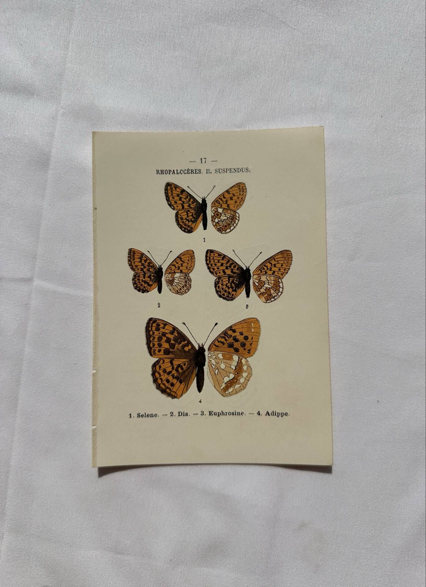Botanical Plate 1800 Old naturalist engraving 19th century double-sided