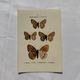 Botanical Plate 1800 Old naturalist engraving 19th century double-sided