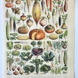Old engraving 1898, Vegetables and vegetable plants • Original and vintage lithograph