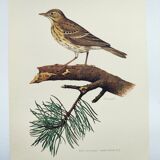 Old bird plate from the 1960s - Tree Pipit - Zoological and ornithological illustration