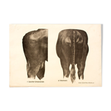 Poster by Dr G Pusch 'Anatomy of cows' 1901