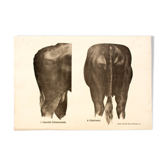 Affiche par Dr G Pusch « Anatomie de vaches » 1901