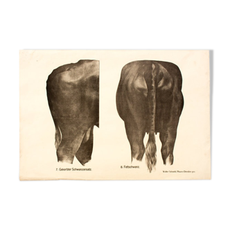 Poster by Dr G Pusch 'Anatomy of cows' 1901