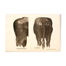 Poster by Dr G Pusch 'Anatomy of cows' 1901