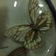 Cadre rond verre sorcière papillons taxidermie