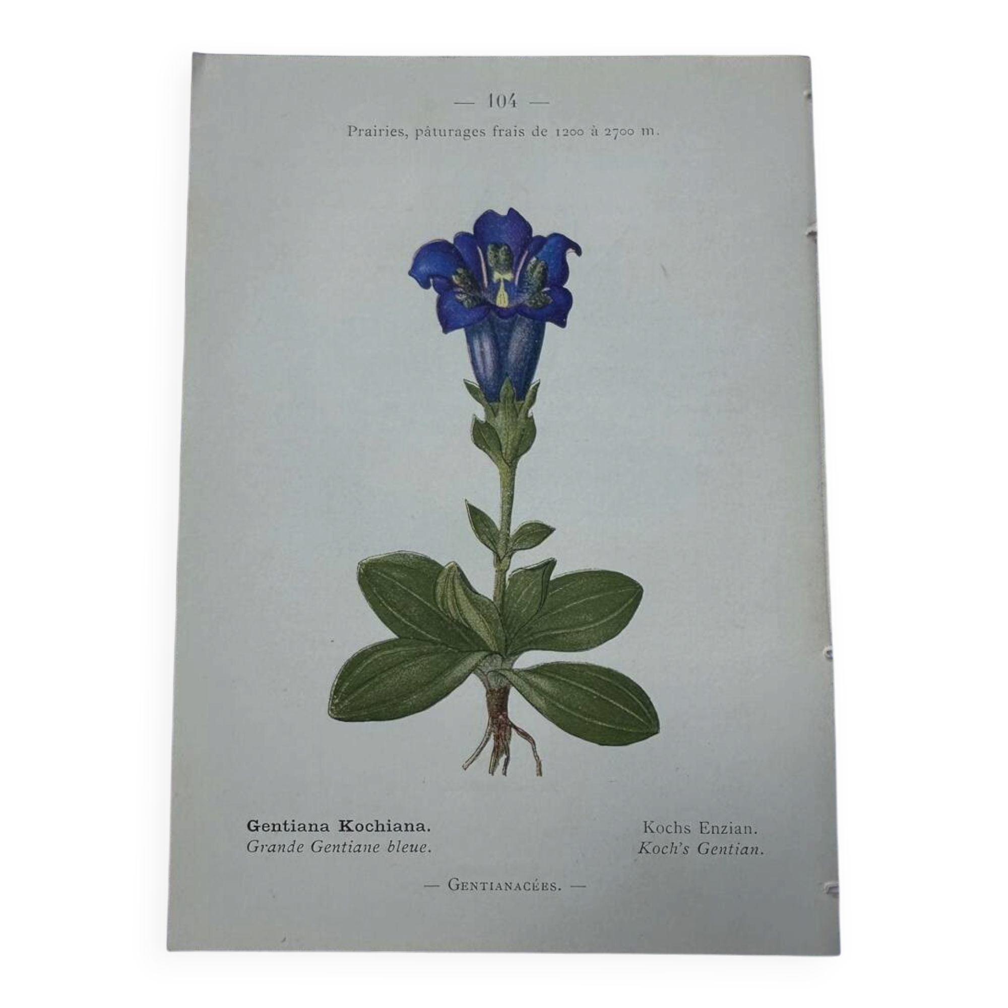 Botanical plate France 1800 vintage naturalist engraving double-sided