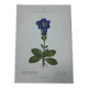 Botanical plate France 1800 vintage naturalist engraving double-sided