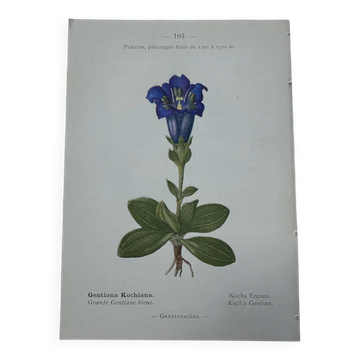 Botanical plate France 1800 vintage naturalist engraving double-sided