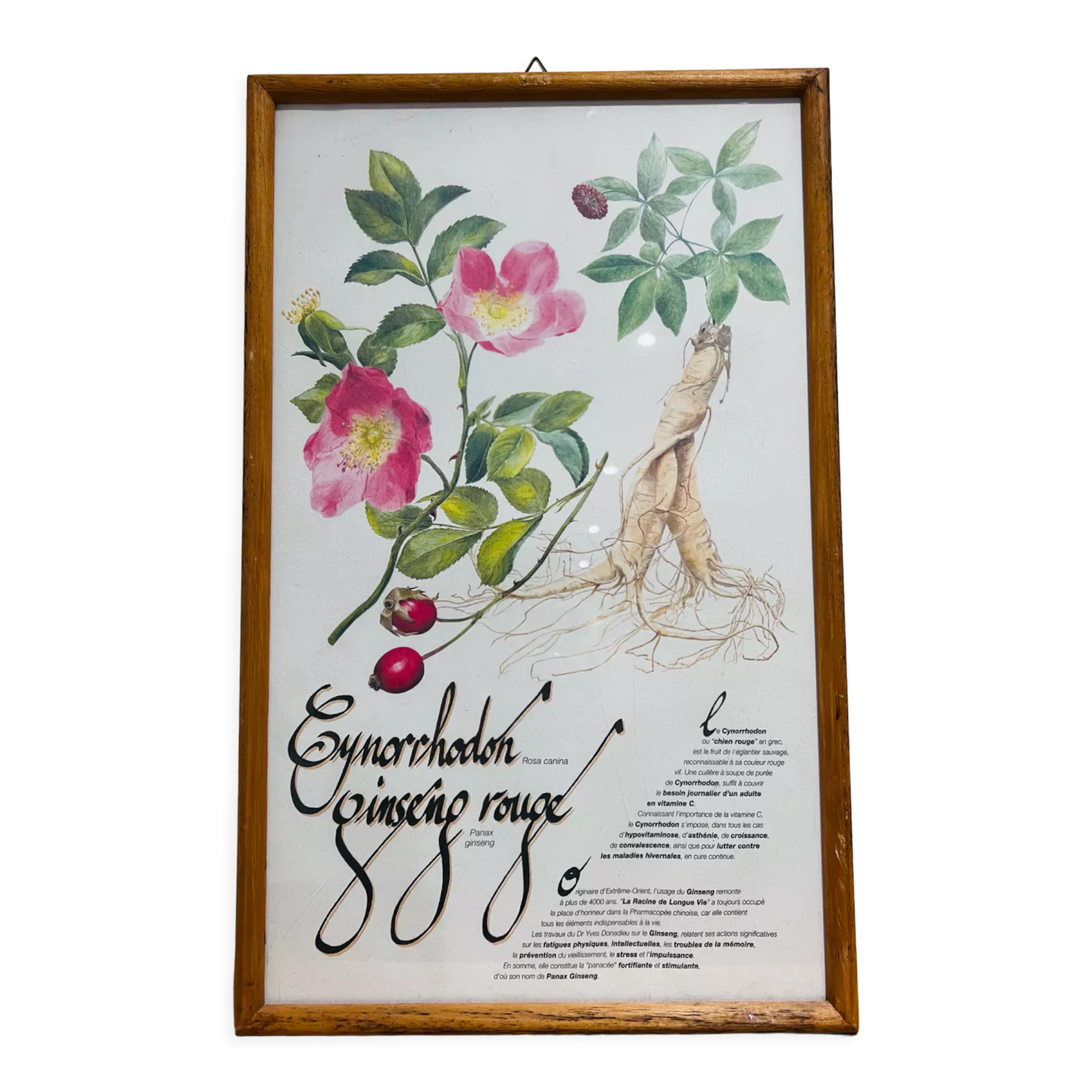 Cynorrondon and red ginseng pharmacy herbarium frame