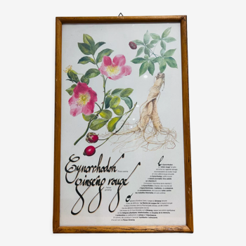 Cynorrondon and red ginseng pharmacy herbarium frame