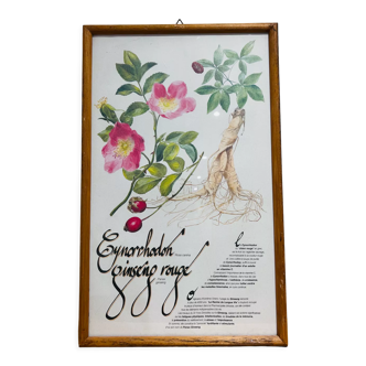 Cadre herbier de pharmacie cynorrondon et ginseng rouge