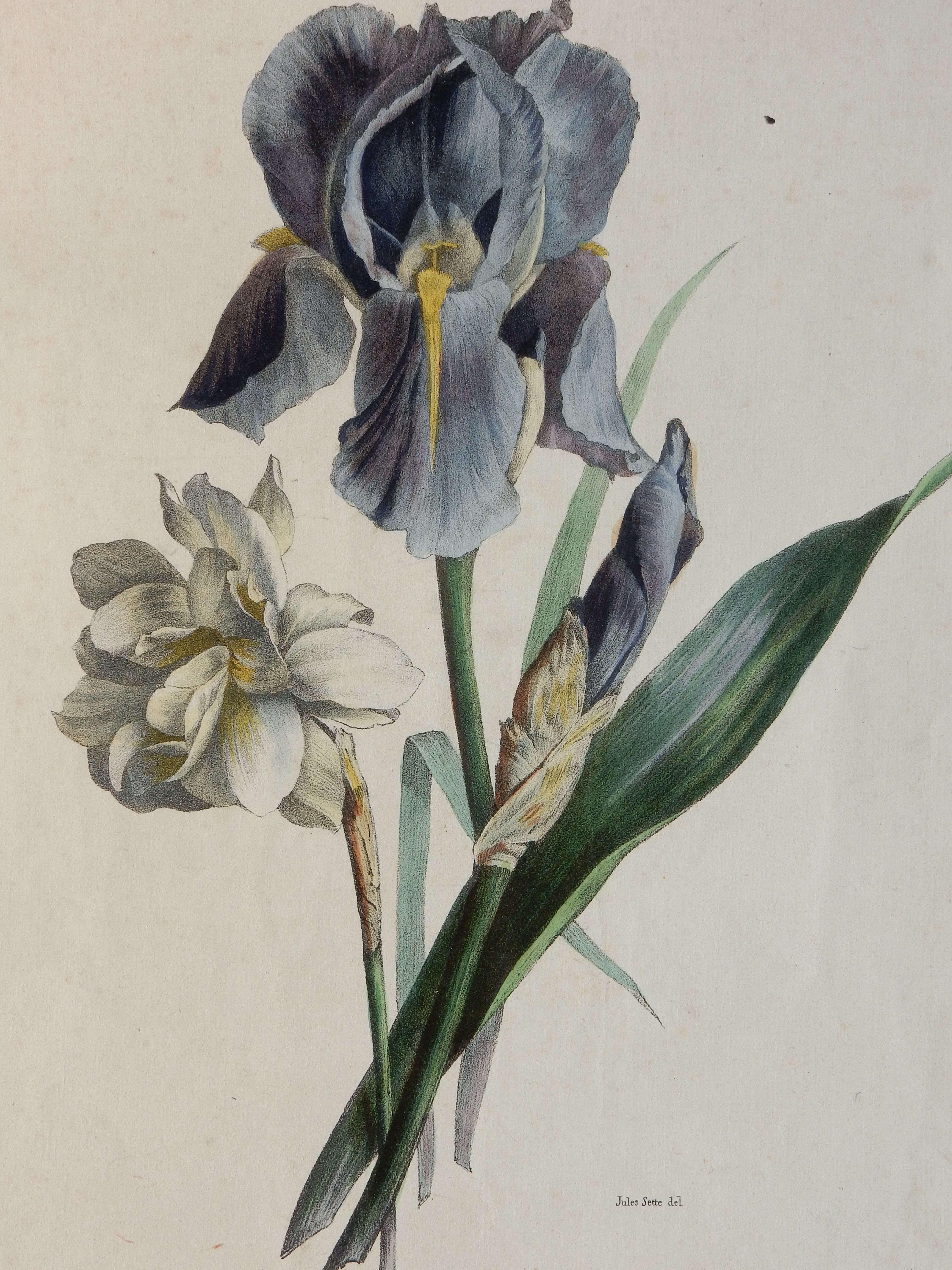 Iris botanical plate of the nineteenth century signed Turgas