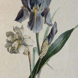 Iris botanical plate of the nineteenth century signed Turgas