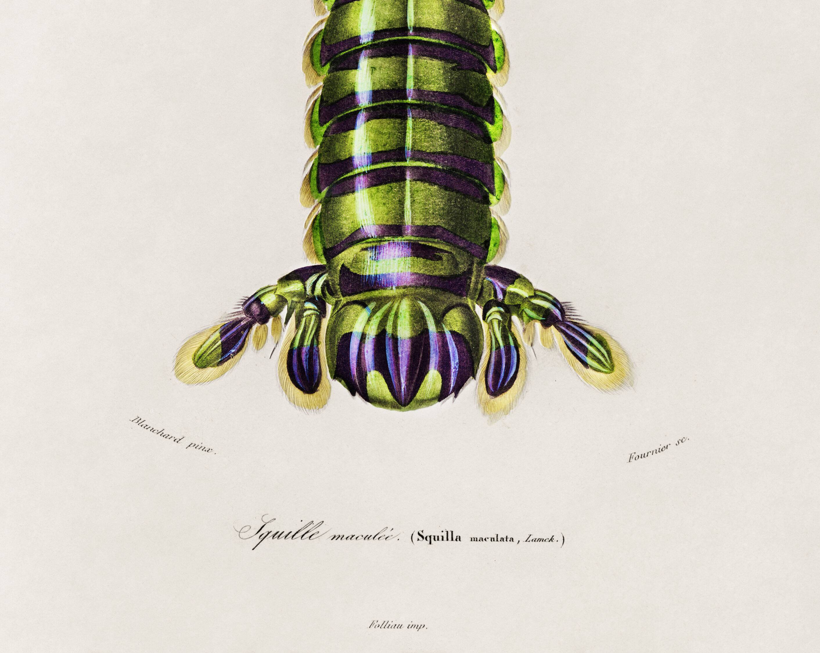 Poster about the mantis shrimp, based on an old engraving from 1849.
