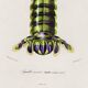 Poster about the mantis shrimp, based on an old engraving from 1849.