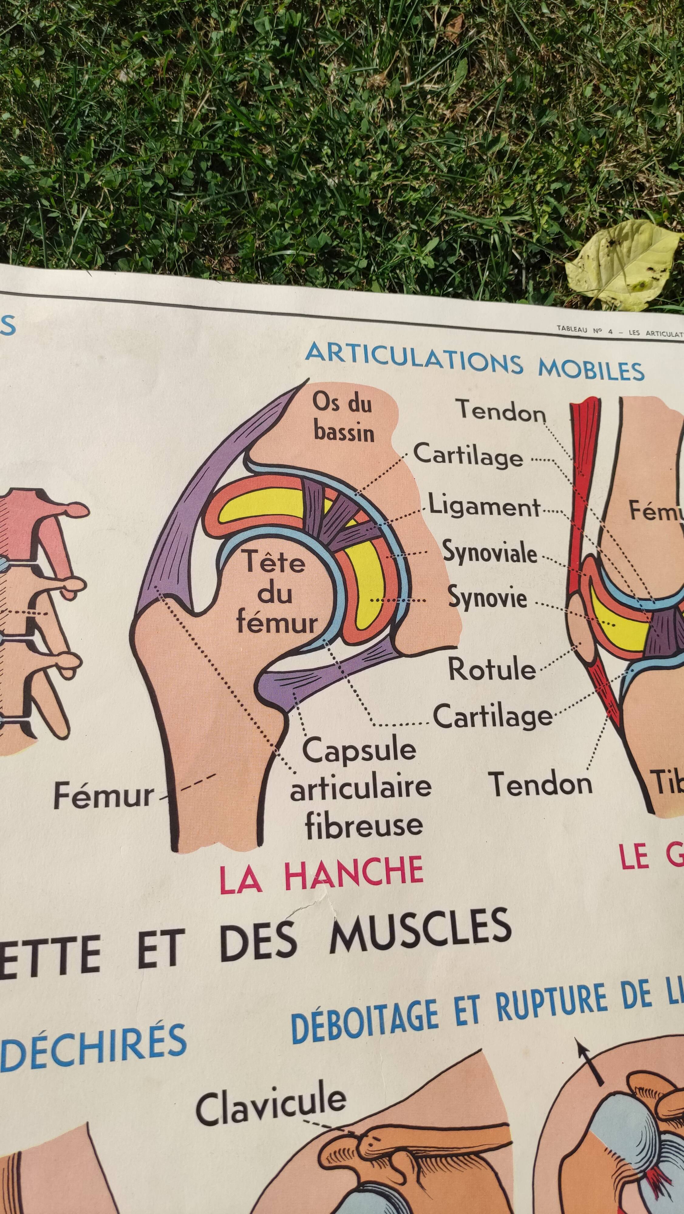 Educational poster on the skeleton and joints