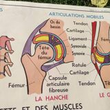 Educational poster on the skeleton and joints