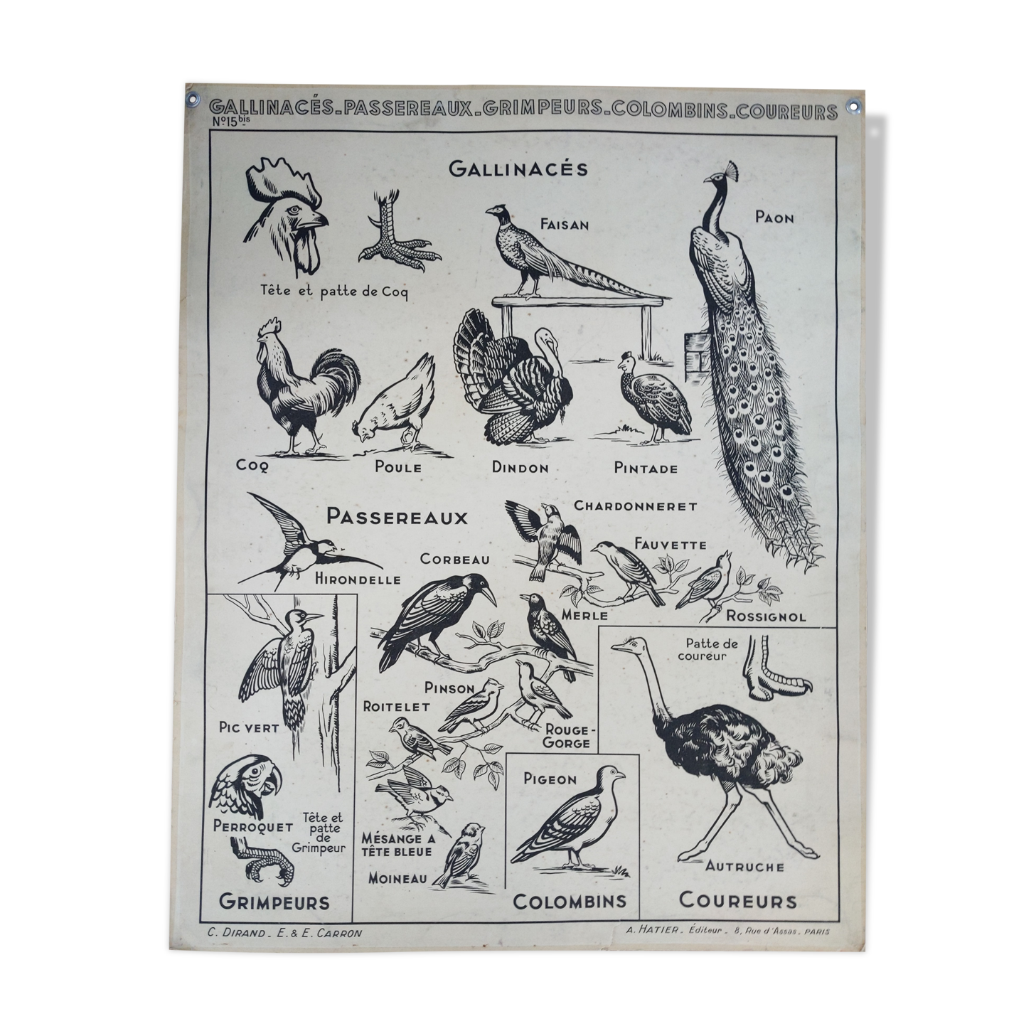 Old vintage educational school poster Hatier birds