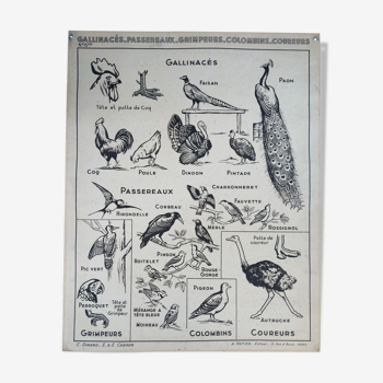 Old vintage educational school poster Hatier birds