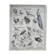 Old vintage educational school poster Hatier birds