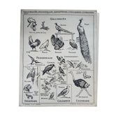 Old vintage educational school poster Hatier birds