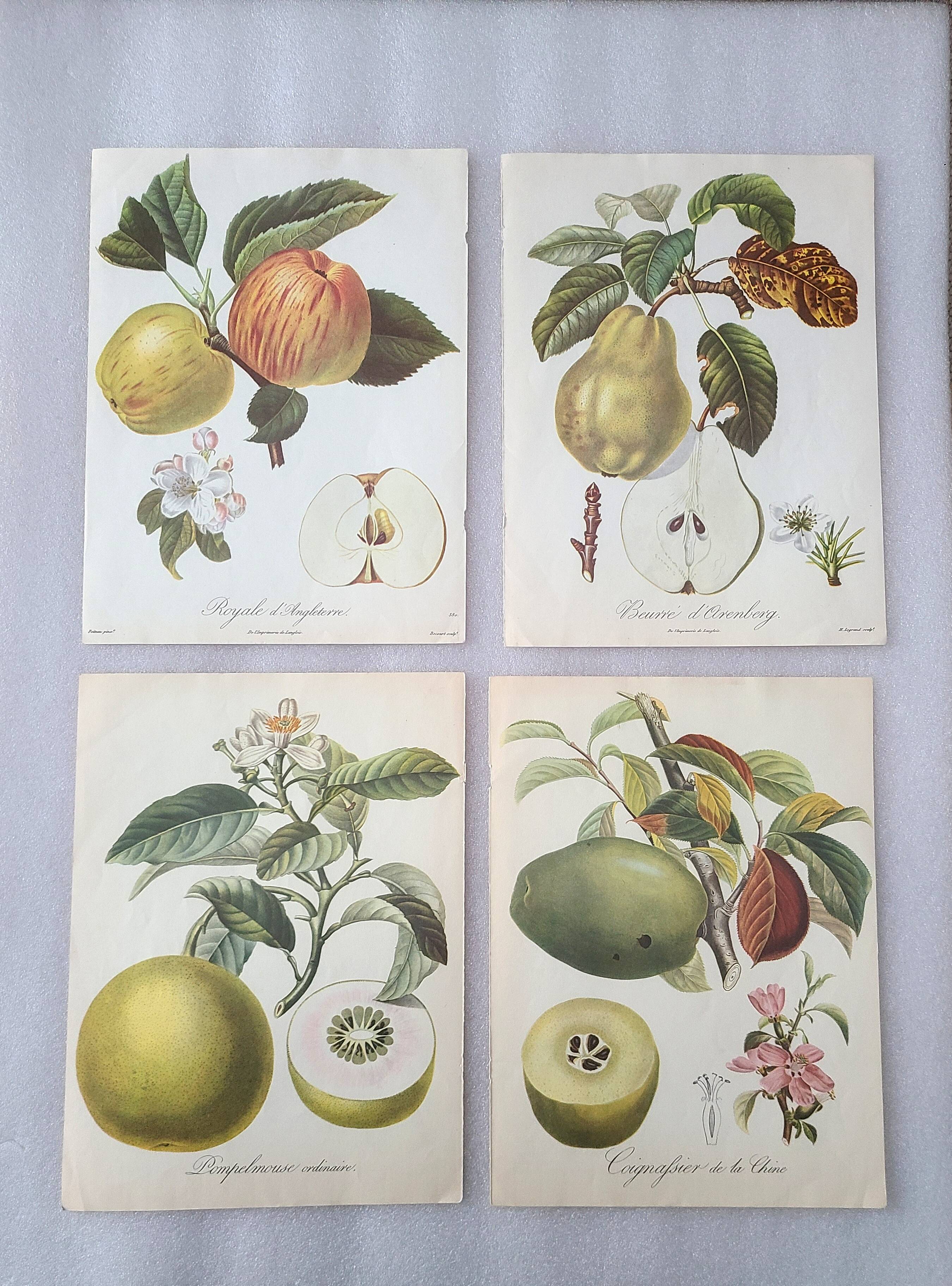 Posters The fruits of the king's garden and the fruits of autumn