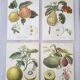 Posters The fruits of the king's garden and the fruits of autumn