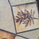 Capron Roger coffee table