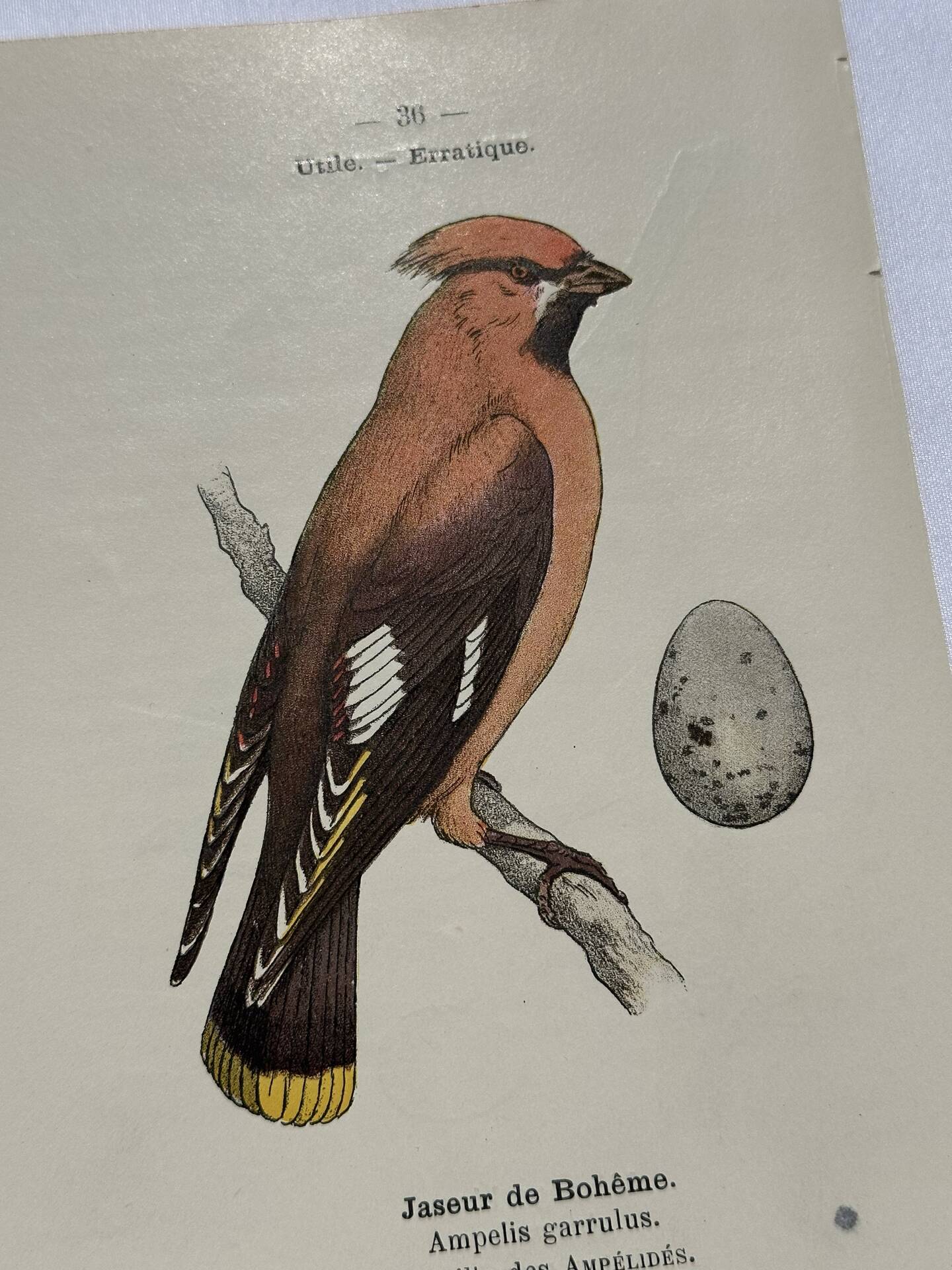 🐦 Botanical Plate Engraving of Birds Naturalist 19th Century Double-sided A