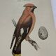 🐦 Botanical Plate Engraving of Birds Naturalist 19th Century Double-sided A