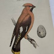 Planche Botanique Gravure oiseaux naturaliste  19eme recto verso  A