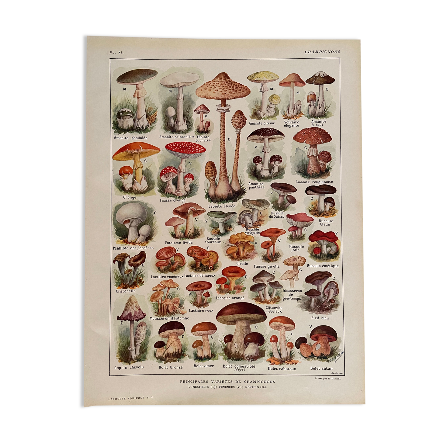 Lithograph on mushrooms from 1921