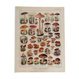 Lithograph on mushrooms from 1921