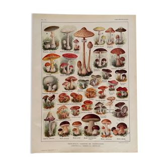 Lithograph on mushrooms from 1921