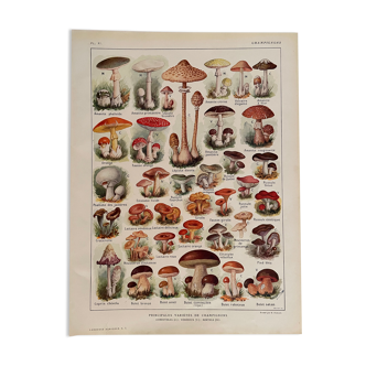 Lithographie sur les champignons de 1921