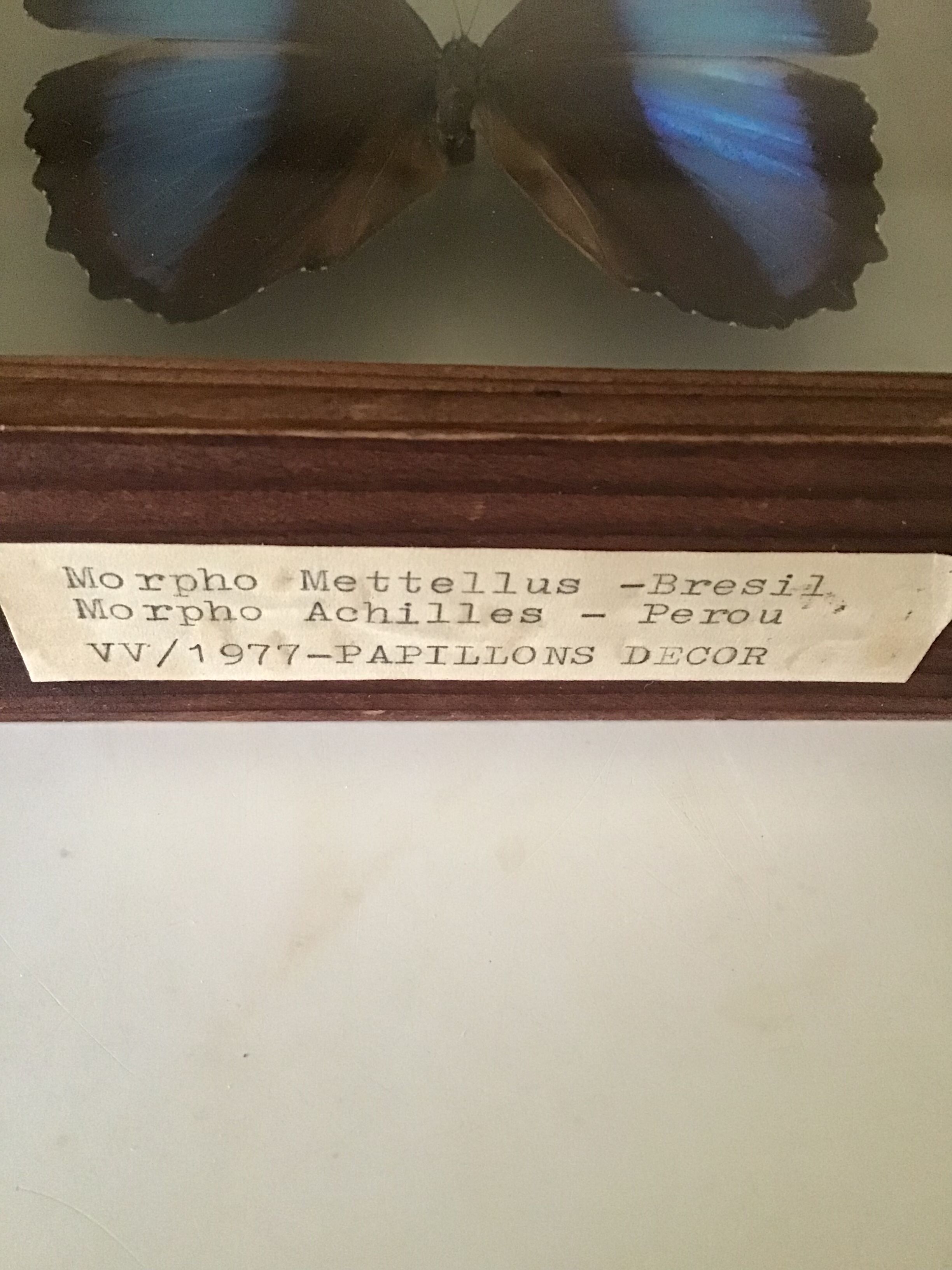 Wooden frame with 2 butterflies