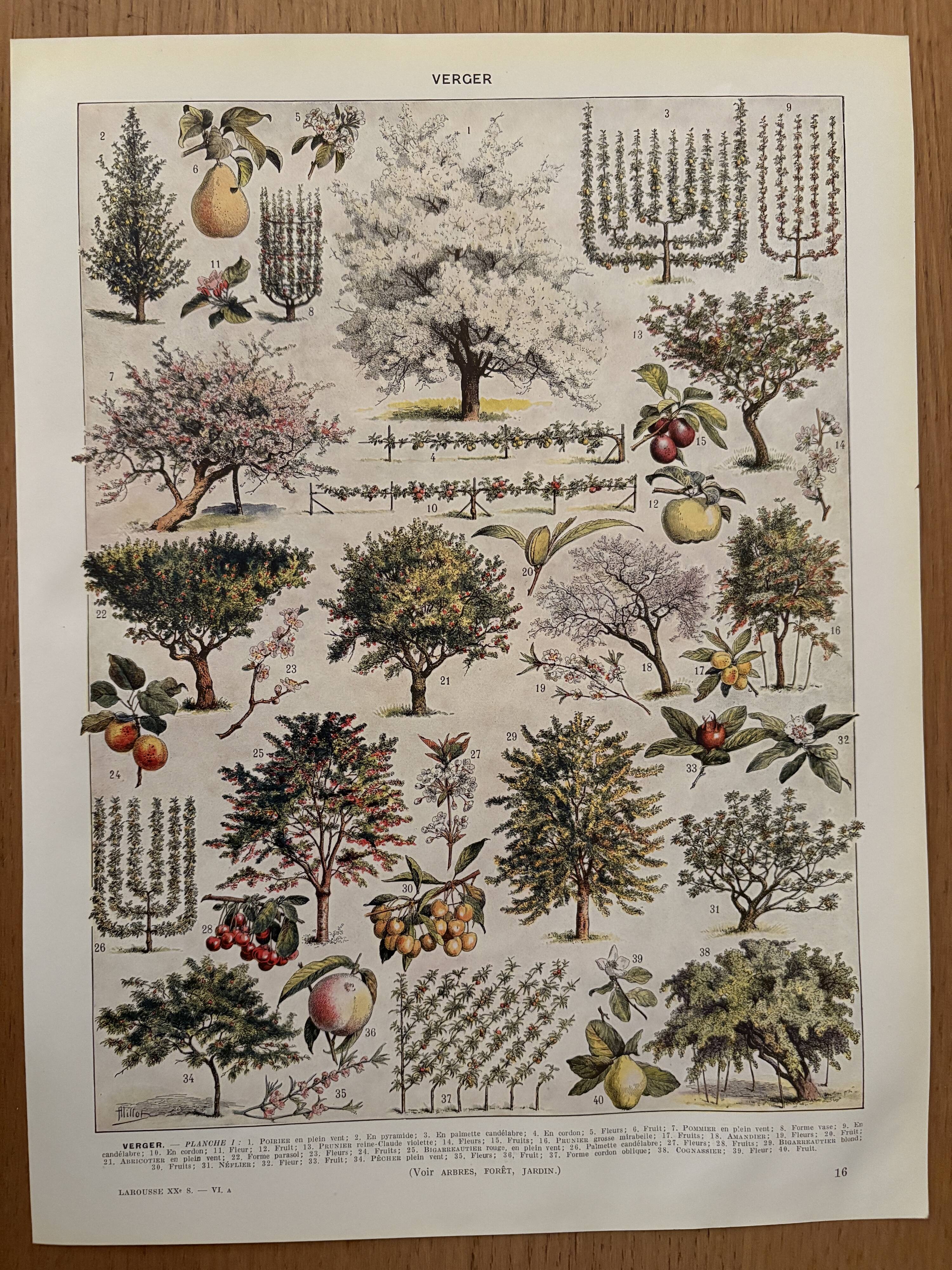 Vintage illustrated orchard print - 1930